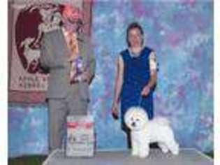 Bichon Frise Puppy for sale in Apple Valley, CA, USA