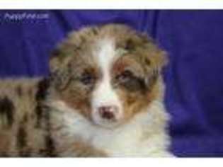 Australian Shepherd Puppy for sale in Leedey, OK, USA