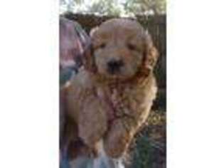 Goldendoodle Puppy for sale in Versailles, MO, USA