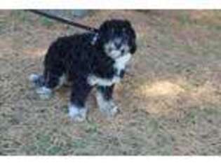 Mutt Puppy for sale in Stanley, WI, USA