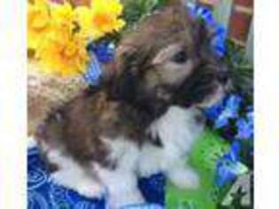 Havanese Puppy for sale in CORRYTON, TN, USA