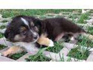 Miniature Australian Shepherd Puppy for sale in Andover, KS, USA