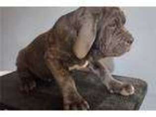 Neapolitan Mastiff Puppy for sale in Columbia, MO, USA