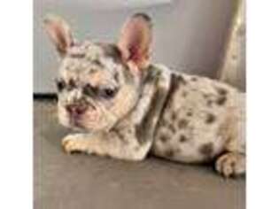 French Bulldog Puppy for sale in Martinsburg, WV, USA