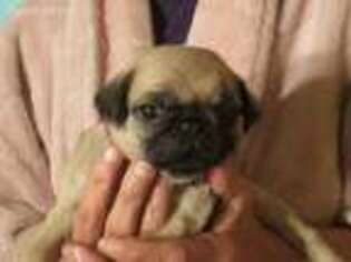 Pug Puppy for sale in Bedford, OH, USA