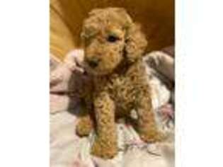 Goldendoodle Puppy for sale in Harrison, AR, USA