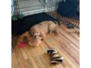 Goldendoodle Puppy for sale in Fords, NJ, USA