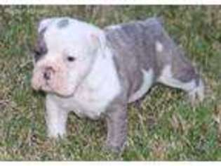Olde English Bulldogge Puppy for sale in Houston, TX, USA