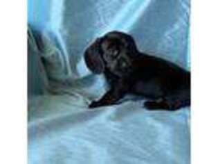 Dachshund Puppy for sale in Tuscumbia, AL, USA