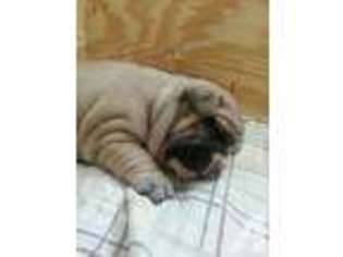 French Bulldog Puppy for sale in AUBURN, CA, USA