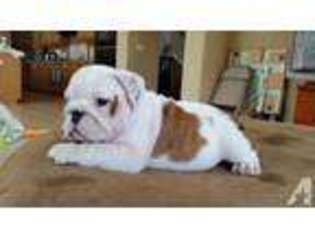 Bulldog Puppy for sale in OAKLAND, CA, USA