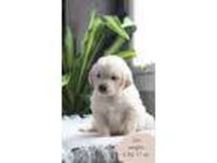 Golden Retriever Puppy for sale in Axton, VA, USA