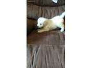 Golden Retriever Puppy for sale in Killen, AL, USA