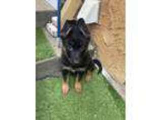 German Shepherd Dog Puppy for sale in Los Angeles, CA, USA