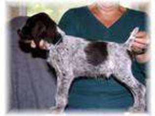 Medium Photo #1 German Wirehaired Pointer Puppy For Sale in Waxhaw, NC, USA