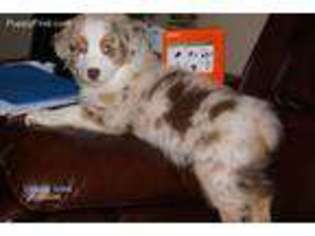 Australian Shepherd Puppy for sale in Burbank, SD, USA