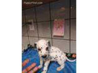 Dalmatian Puppy for sale in Delano, CA, USA