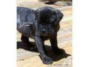 Bullmastiff Puppy for sale in GLOSTER, LA, USA