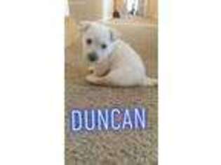 Scottish Terrier Puppy for sale in Cincinnati, OH, USA