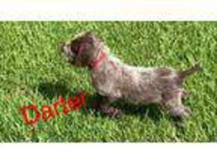 Wirehaired Pointing Griffon Puppy for sale in Houston, MS, USA