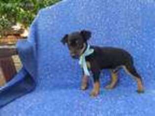 Miniature Pinscher Puppy for sale in Whittier, CA, USA