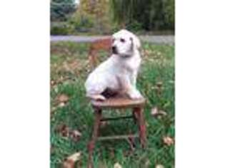Labrador Retriever Puppy for sale in Clayton, IN, USA