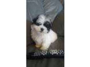 Maltese Puppy for sale in Laurelville, OH, USA