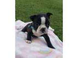 Boston Terrier Puppy for sale in Gladewater, TX, USA