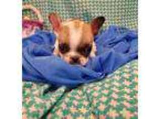 French Bulldog Puppy for sale in Sioux Center, IA, USA