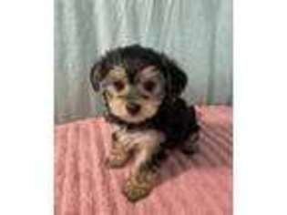 Yorkshire Terrier Puppy for sale in New Castle, PA, USA