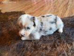 Pembroke Welsh Corgi Puppy for sale in Arab, AL, USA