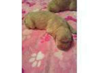 Golden Retriever Puppy for sale in Croghan, NY, USA