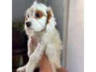 Medium Photo #1 Cavapoo Puppy For Sale in Canon City, CO, USA