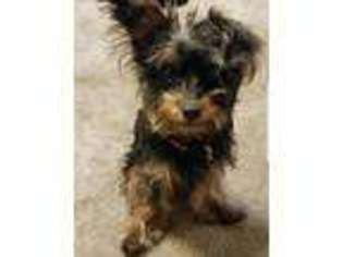 Yorkshire Terrier Puppy for sale in San Diego, CA, USA