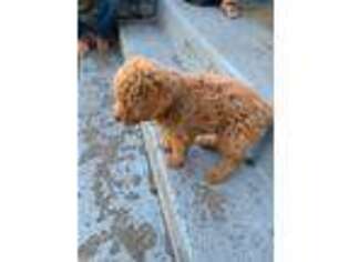 Goldendoodle Puppy for sale in Providence, RI, USA