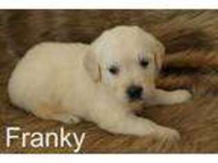Golden Retriever Puppy for sale in Azle, TX, USA