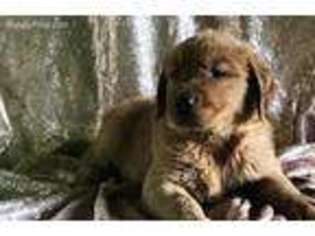 Golden Retriever Puppy for sale in Texas City, TX, USA