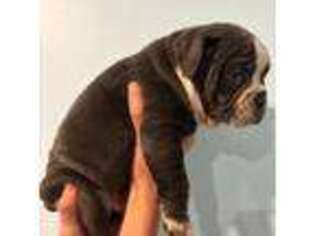 Olde English Bulldogge Puppy for sale in Dardanelle, AR, USA