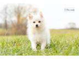 Pomeranian Puppy for sale in Fort Wayne, IN, USA