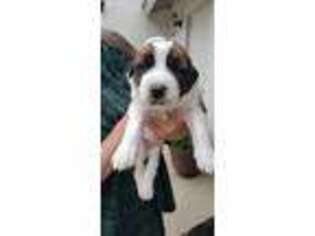 Saint Bernard Puppy for sale in Fallbrook, CA, USA