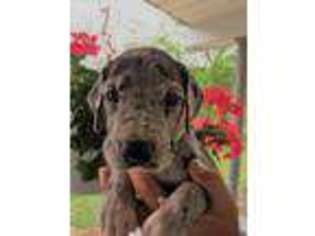Great Dane Puppy for sale in Bedford, PA, USA