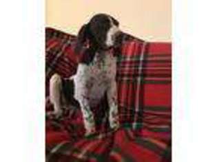 German Shorthaired Pointer Puppy for sale in Cookeville, TN, USA