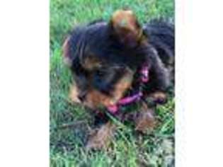 Yorkshire Terrier Puppy for sale in COTTONWOOD, CA, USA