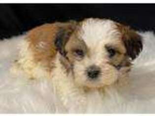 Bichon Frise Puppy for sale in Sullivan, IL, USA