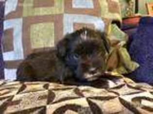 Mutt Puppy for sale in Hampstead, MD, USA