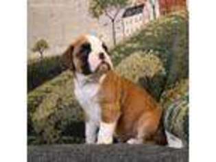 Boxer Puppy for sale in West Liberty, KY, USA