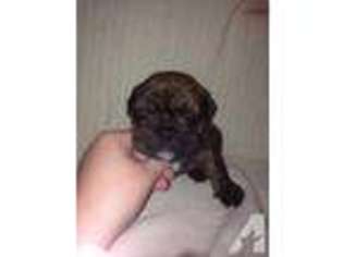 Bulldog Puppy for sale in MIDDLESBORO, KY, USA