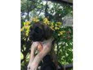 Mastiff Puppy for sale in Toledo, OH, USA