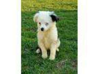 Miniature Australian Shepherd Puppy for sale in Avery, TX, USA