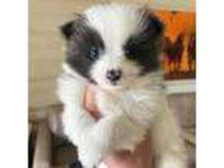 Pomeranian Puppy for sale in Hailey, ID, USA